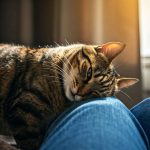 Pourquoi les chats se frottent-ils aux jambes : explication et mystère dévoilés
