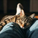 Pourquoi mon chat dort-il sur mes jambes : explications et solutions