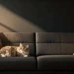 Comment dire à un chat qu'on l'aime : astuces simples et efficaces