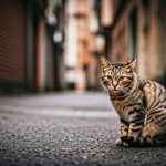 Comment identifier un chat abandonné : les signes à observer