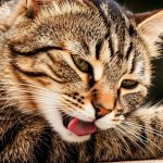 Pourquoi les chats se mordent-ils lors de leur toilettage ?