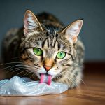 Pourquoi les chats lèchent-ils le plastique : explications et solutions