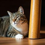 Pourquoi les chats se frottent partout : découvrez leur langage secret