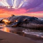 Pourquoi les baleines s&rsquo;échouent-elles sur nos plages ?