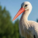 Pourquoi la cigogne élimine-t-elle son petit ?
