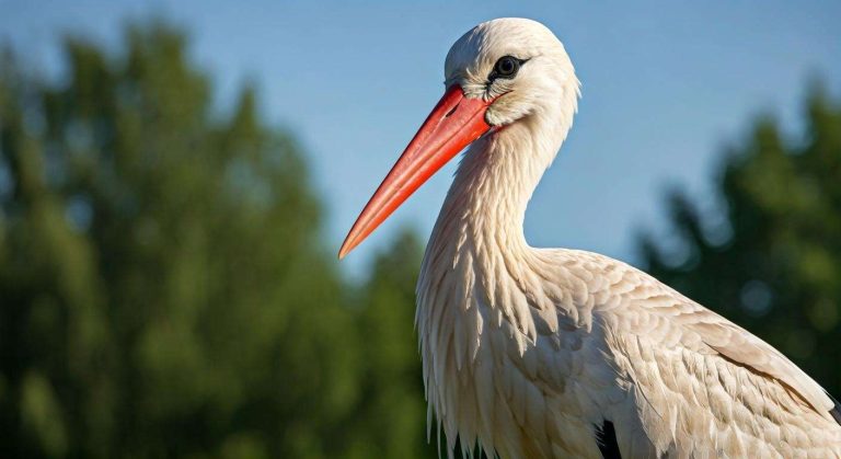 Pourquoi la cigogne élimine-t-elle son petit ?