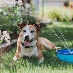 Comment rafraichir un chien : astuces simples et efficaces
