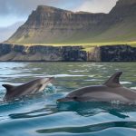 Pourquoi le massacre des dauphins aux îles Féroé perdure-t-il ?