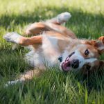 Pourquoi mon chien se roule dans l’herbe : les raisons étranges expliquées