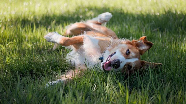 Pourquoi mon chien se roule dans l&rsquo;herbe : les raisons étranges expliquées