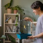 Comment attraper un oiseau dans une maison facilement et sans danger ?
