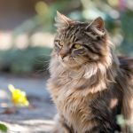 Comment déterminer l’âge d’un chat abandonné ?