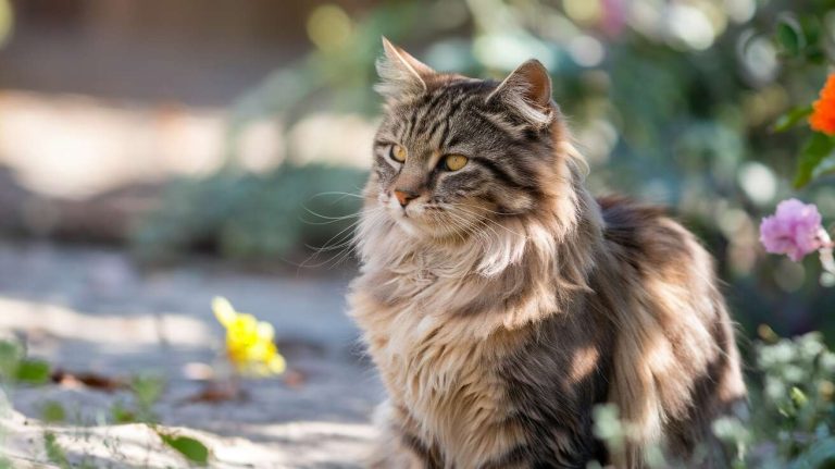 Comment déterminer l&rsquo;âge d&rsquo;un chat abandonné ?