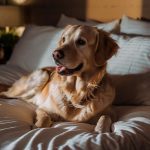 Pourquoi mon chien me suit-il pour dormir ? découvrez les raisons !