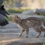 Comment attraper un chat sauvage en toute sécurité ?
