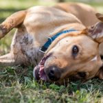 Pourquoi mon chien se roule dans la crotte : comprendre et résoudre ce comportement