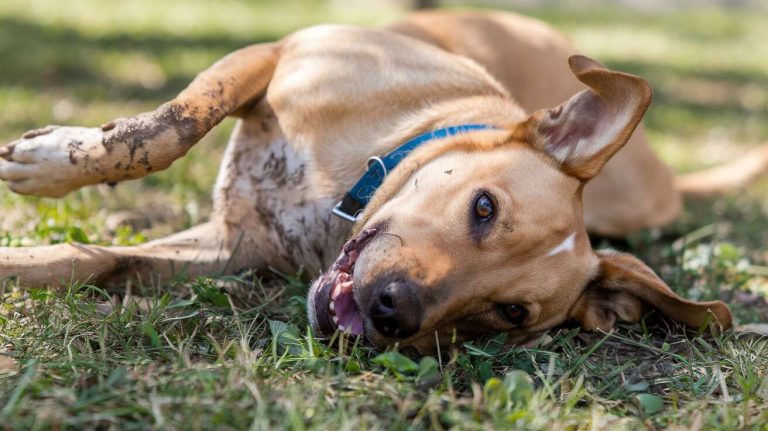 Pourquoi mon chien se roule dans la crotte : comprendre et résoudre ce comportement