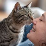 Pourquoi mon chat me mord-il le nez ? astuces et conseils