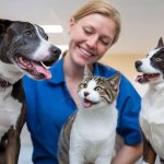 Comment travailler dans un refuge animalier : guide essentiel pour débuter