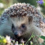 Comment soigner un hérisson : guide essentiel et conseils pratiques
