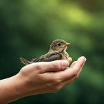 Comment soigner un oiseau blessé par un chat : guide complet pour le sauver