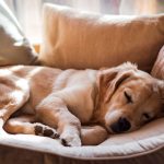 Pourquoi les chiens dorment-ils autant ? Les clés pour comprendre