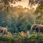Pourquoi les animaux disparaissent-ils : comprendre les causes principales