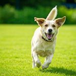 Les "zoomies" de votre chien : cette course folle est en réalité un excellent signe de son bien-être