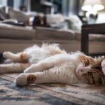 Si votre chat vous montre son ventre, ne tombez pas dans le piège : ce n’est pas toujours une invitation à la caresse
