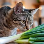 Ce légume très commun peut provoquer une anémie grave et des dommage irréversibles à votre chat