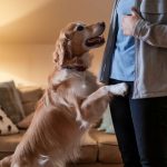 5 comportements du quotidien qui prouvent que c&rsquo;est votre chien qui vous manipule !