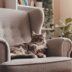 Votre chat peut aussi souffrir de démence : 8 signes à surveiller d’après une nouvelle étude