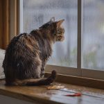Si votre chat vous « patoune » le ventre, il ne vous fait pas un massage mais exprime ce sentiment bien précis