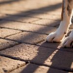 La règle des 5 secondes : si le sol est trop chaud pour votre main, il l’est aussi pour les pattes de votre chien