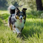 Si les coussinets de votre chien sont secs et craquelés cet automne, voici le baume maison à faire avec 2 ingrédients