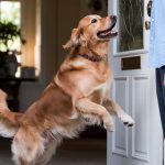 L’erreur de laisser votre chien vous accueillir avec exubérance, vous renforcez son anxiété sans le savoir
