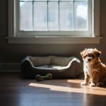 Le secret pour habituer votre chiot à la solitude progressivement et éviter l'hyper-attachement