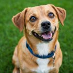 Votre chien a les yeux qui coulent ? Voici l'astuce simple pour les nettoyer et éviter les infections