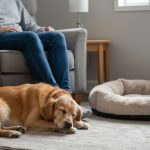 Mon chien s'endort systématiquement à mes pieds : pourquoi alors qu'il a une couchette moelleuse à disposition ?