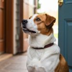 La méthode douce pour que votre chien arrête de sauter sur les invités dès qu'ils passent la porte