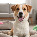 La "règle des 3 jours, 3 semaines, 3 mois" : le temps d'adaptation d'un chien de refuge à sa nouvelle vie
