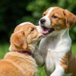 Le secret des éleveurs pour sociabiliser un chiot dès son plus jeune âge et en faire un adulte équilibré