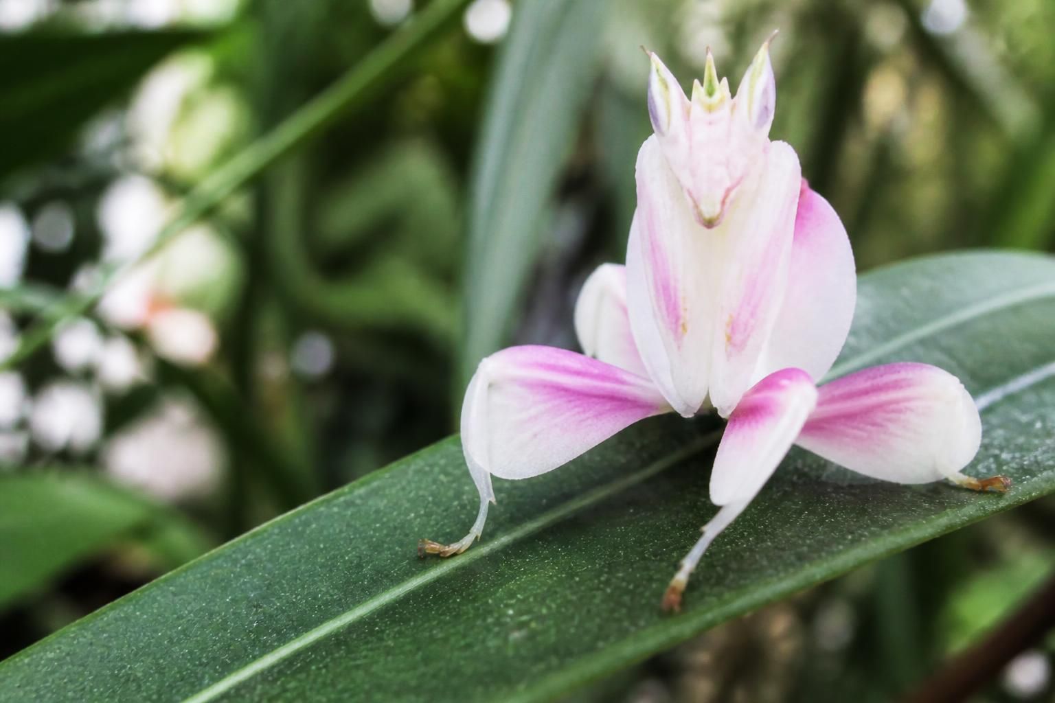La mante orchidée (Hymenopus coronatus) : l'insecte qui imite une fleur