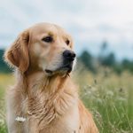 Noms de chienne en T : plus de 100 idées pour 2026