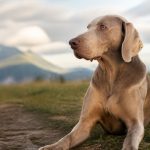 Prénoms de chien en V : 80 idées pour le nom parfait