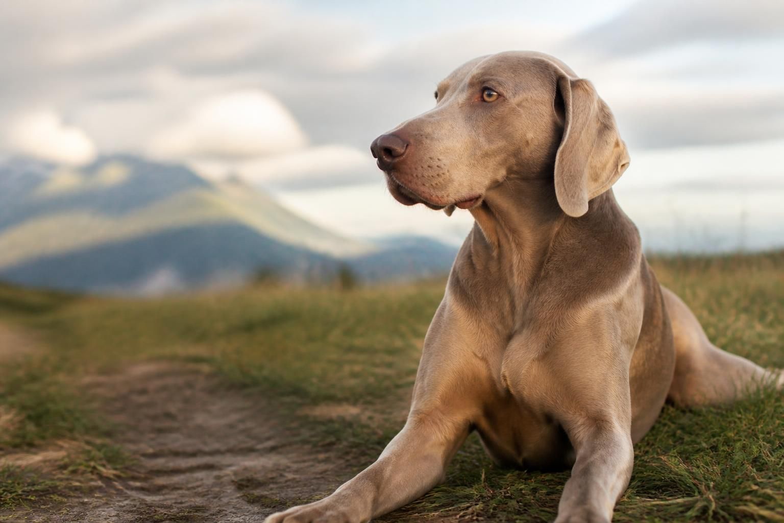 Prénoms de chien en V : 80 idées pour le nom parfait