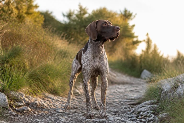 Prénoms de chien mâle en T : plus de 100 idées pour 2026