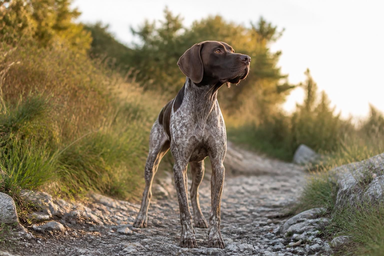 Prénoms de chien mâle en T : plus de 100 idées pour 2026